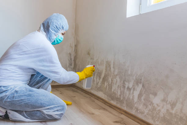 Licensed Mold Removal service in Ward, CO - Mold Remediation HQ