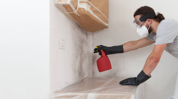 Professional Mold Removal technician working in Ward, CO