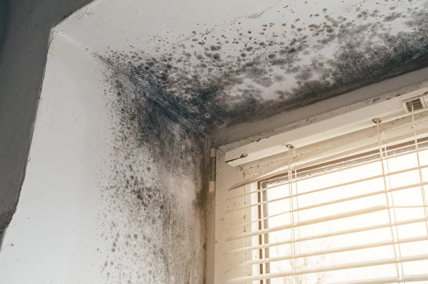 Affordable Mold Removal solutions in Ward, CO