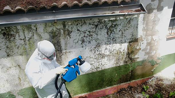 Top rated local Mold Removal specialists in Ward, CO